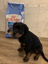 Пользовательская фотография №1 к отзыву на Royal Canin Maxi Puppy Корм сухой для щенков пород крупных размеров (вес 26 - 44 кг) до 15 месяцев
