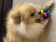 Пользовательская фотография №1 к отзыву на УЮТ Игрушка для собак ''Клубок''